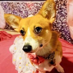 Orange - Pembroke Welsh Corgi