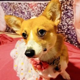 Orange - Pembroke Welsh Corgi