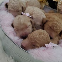 Goldendoodle and Poodle Puppies from The Doodle Patch