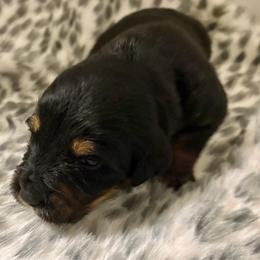 Pepper - male Golden Mountain Dog puppy in Seville, Ohio from Retriever Ranch