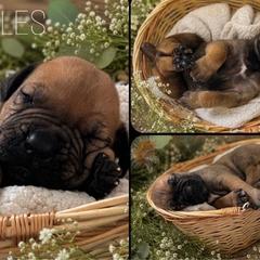 2ND PICK - Red male Boerboel puppy in Pennsylvania from Cold River Boerboels