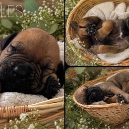 2ND PICK - Red male Boerboel puppy in Pennsylvania from Cold River Boerboels