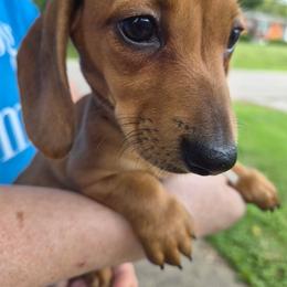 Stevie- Pink plus Burgundy - Red female Dachshund puppy in Frankfort, Kentucky from Gigi's Dachshunds