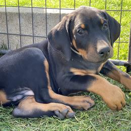 Doberman Pinscher Puppies from Jensen Dobermans