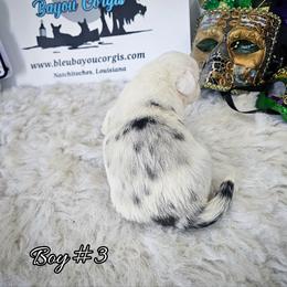 Boy 3 - Blue merle and white male Cardigan Welsh Corgi puppy in Natchitoches. La, Louisiana from Bleu Bayou Corgis