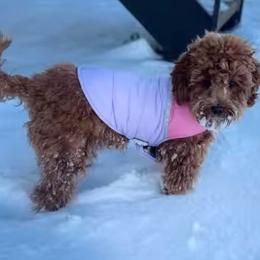 Cavapoo, Cockapoo, Goldendoodle, and Maltipoo Puppies from Perdue Puppies