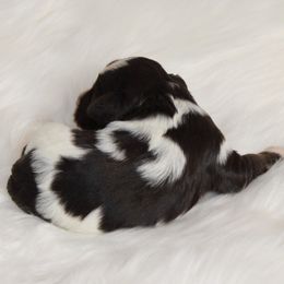 Arizona - Parti female Miniature Schnauzer puppy in Lufkin, Texas from Texas Lil Cowdogs