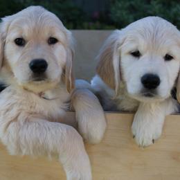Golden Retriever puppies from Golden Meadows of Utah