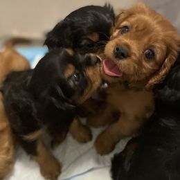 Cavalier King Charles Spaniel Puppies from Neal Cavaliers