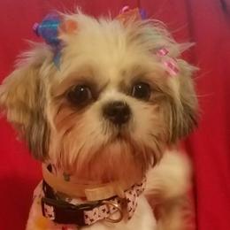 Chihuahuas, Dachshunds, and Shih Tzus from Pup cakes