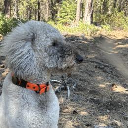 Goldendoodles from Rosie's Doodle Den