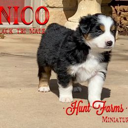 Australian Shepherd, Miniature Australian Shepherd, and Toy Australian Shepherd Puppies from Hunt Farms Mini Aussies