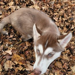Siberian Huskies from Home Grown