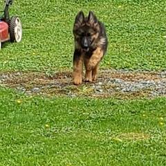 German Shepherd Puppies from Crystal Squires' German Shepherds