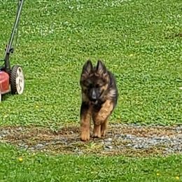 German Shepherd Puppies from Crystal Squires' German Shepherds