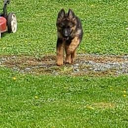 German Shepherd Puppies from Crystal Squires' German Shepherds