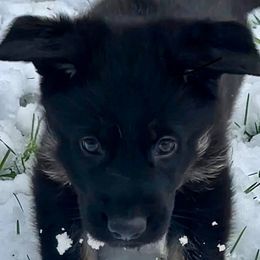 German Shepherd Puppies from Shadow Wraith German Shepherds