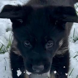 German Shepherd Puppies from Shadow Wraith German Shepherds