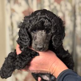 Dove - Black female Poodle puppy in Peyton, Colorado from Fuzzybottoms Ranch LLC