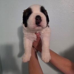 Gilbert - Mahogany and white male Saint Bernard puppy in Brandon, South Dakota from Split Rock Saints