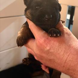 Yellow Collar - Black and red female German Shepherd puppy in Puyallup, Washington from Majestic Royal German Shepherd’s