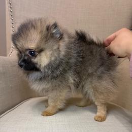 Jaxs - Orange male Pomeranian puppy in Phoenix, Arizona from Luxpomz