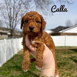 Calla - Red  female Poodle puppy in Morehead, Kentucky from Paw Perfect Pets