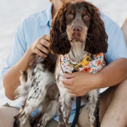 Mable - English Springer Spaniel