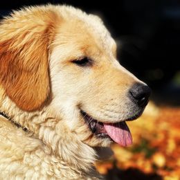 Golden Retrievers from Valley of the Sun Golden Retrievers
