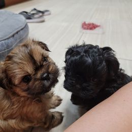 Shih Tzu Puppies from Chimera Shih Tzu