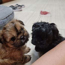 Shih Tzu Puppies from Chimera Shih Tzu