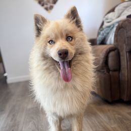 Kodiak - Pomsky