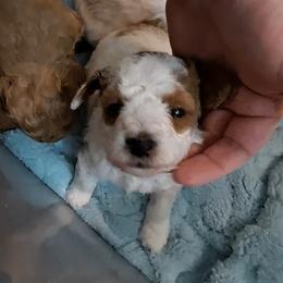 Boy 4 - Red  male Poodle puppy in Greenville, Texas from RhineStone Poodles