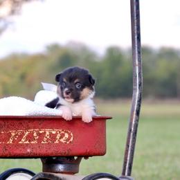 Boy 3 Tan - Black and tan male Pembroke Welsh Corgi puppy in Ville Platte, Louisiana from Flat town corgis