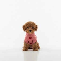 Bernedoodle and Poodle Puppies from AVCpoodles