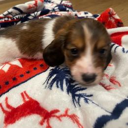 Rye - Piebald male Dachshund puppy in Gainesville, Georgia from Emory Farms