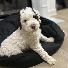 Spot - Tri-color male Bernedoodle puppy in North Carolina from Lynes of Doodles