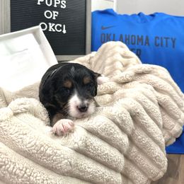 Goldendoodle and Golden Mountain Doodle Puppies from Silver Barn Doodles