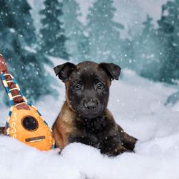Talos - Mahogany male Belgian Malinois puppy in Sanger, Texas from Faubion Malinois