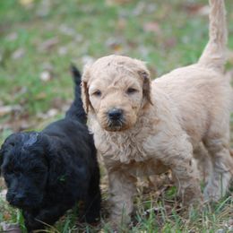 Double Doodle, Goldendoodle, and Poodle Puppies from Top of the Hill Doodles