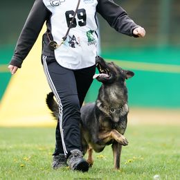 Quardes vom Eisernen Kreuz - Sable German Shepherd puppy in Terrell, Texas from Von Brodek Kennels