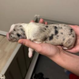 Phoenix - Blue merle male Australian Shepherd puppy in Weeki Wachee, Florida from Ace of Spades Australian Shepherds