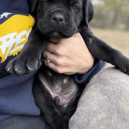 Cane Corso Puppies from Azelees Cane Corso