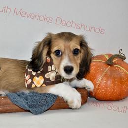Shaded cream pie - Piebald male Dachshund puppy in Seminary, Mississippi from Down South Mavericks Dachshunds