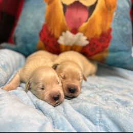 Jolly - Light golden male Golden Retriever puppy in Saint Pauls, North Carolina from Copperfield’s Goldens