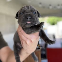 Cane Corso and French Bulldog Puppies from LV3M Cane Corso