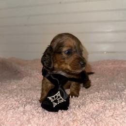 Dachshund Puppies from Wiggle Weens