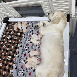 Pink - Light golden female Golden Retriever puppy in Waterloo, Indiana from All 4 Paws of Pheasant Run