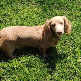Magnum - Dachshund