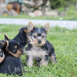 Yorkshire Terrier Puppies from Mr.Yorkie